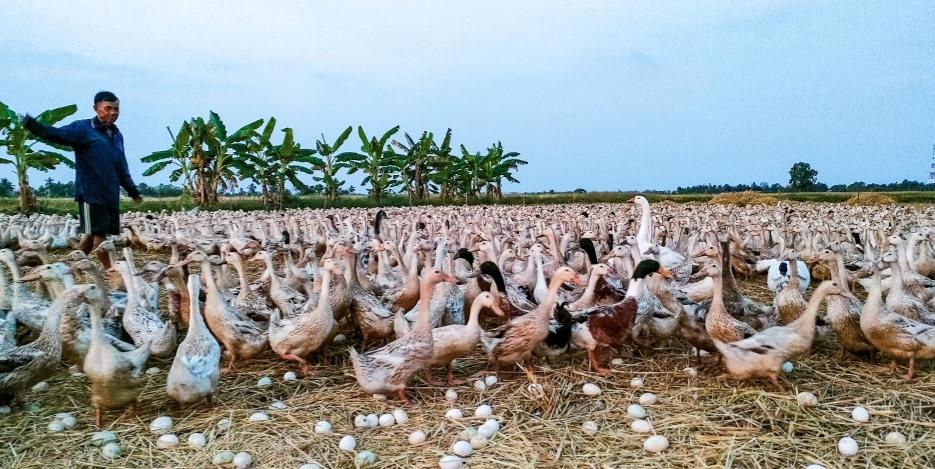 Nông dân miền Tây thu nhập trăm triệu từ đàn vịt đẻ trứng