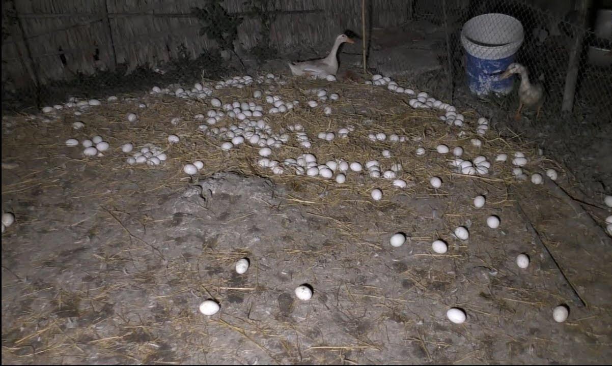 Nông dân miền Tây thu nhập trăm triệu từ đàn vịt đẻ trứng