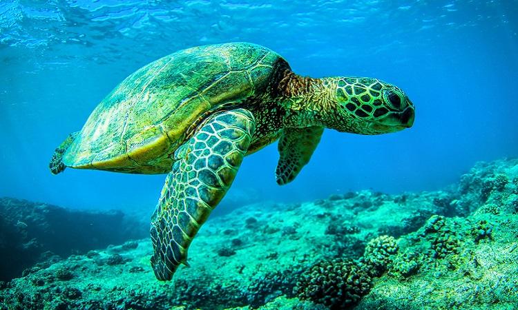 Hành lang' giúp rùa biển bơi 14.500 km xuyên đại dương