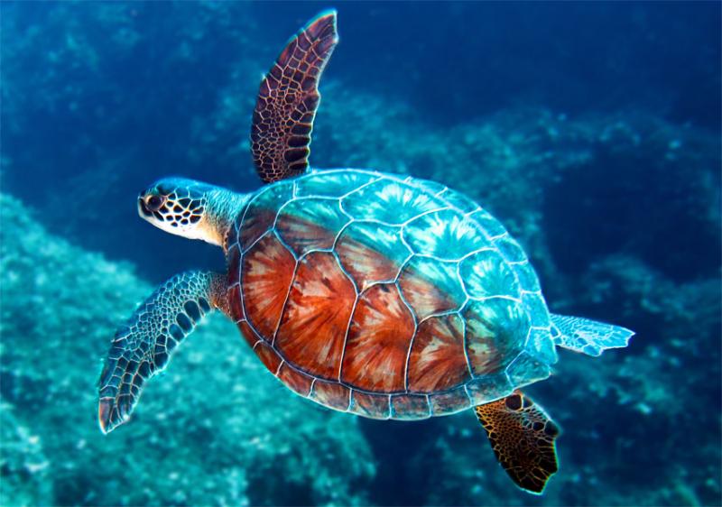 Top 13 Thông tin hữu ích cần biết về loài rùa biển - toplist.vn