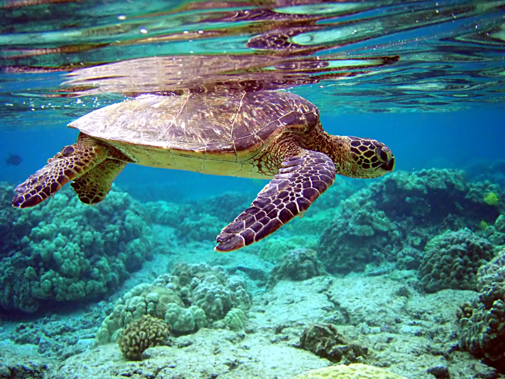 Mối đe dọa đối với rùa biển – Wikipedia tiếng Việt
