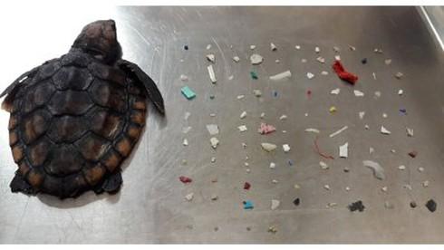 SỐC: Chú rùa nhỏ chết thảm vì 104 miếng nhựa... trong dạ dày
