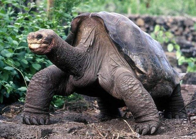 4 "cụ" rùa khổng lồ nổi tiếng nhất thế giới