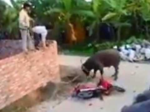 Video: Bắn hạ trâu 'điên' đại náo làng quê, húc 3 người bị thương